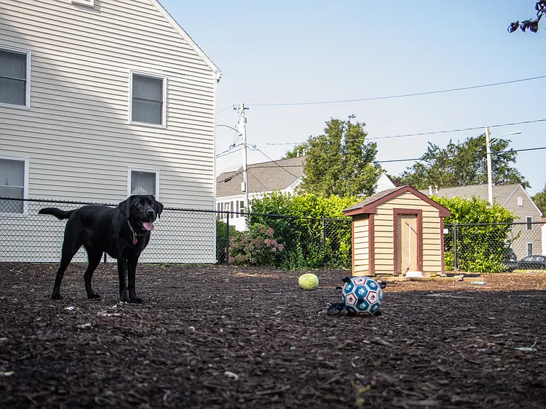 Dog Park