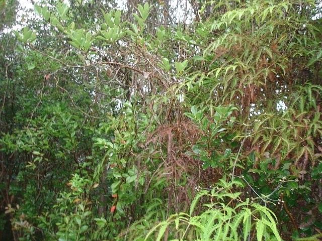 2nd image of 27th Ave Lot 268