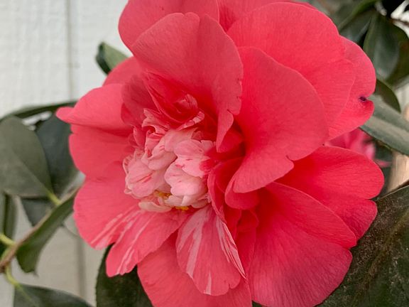 Flowering Camellia