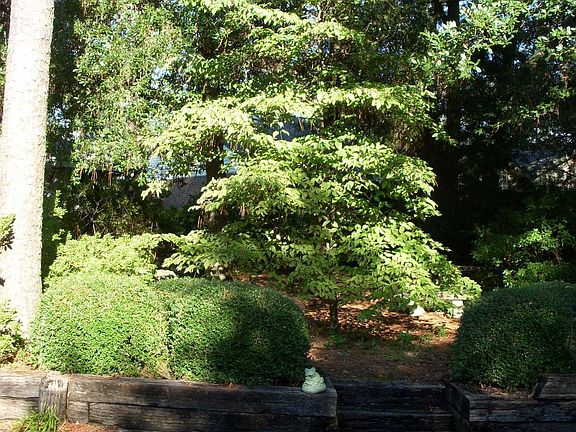 Landscaped Yard