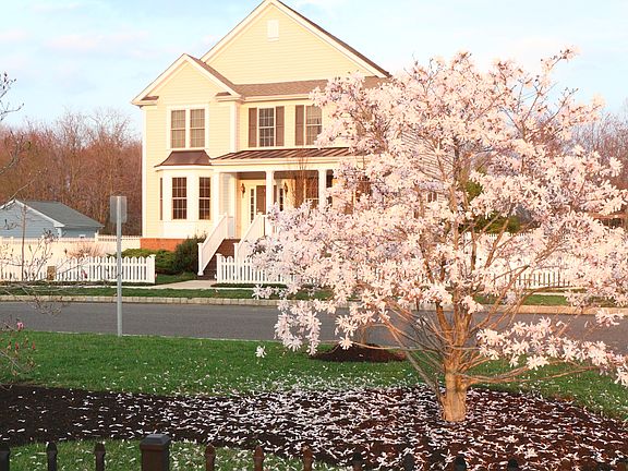 Cherry blossoms in Spring
