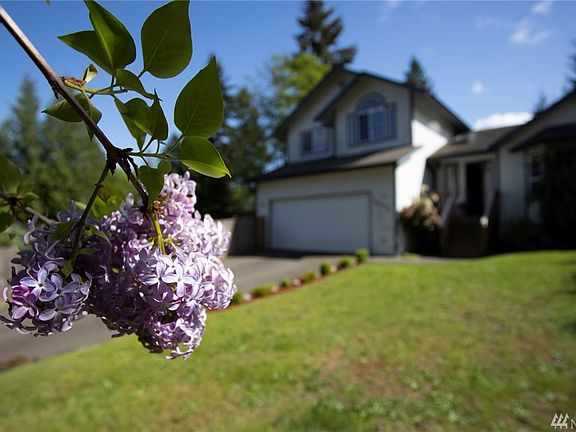Three colors of lilacs in the front yard