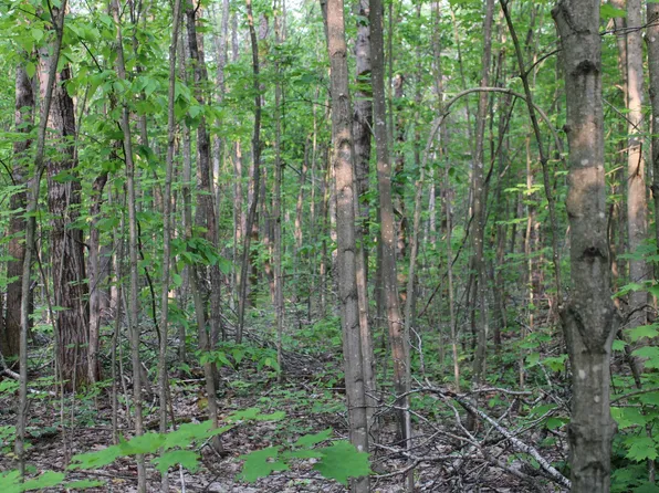 Snow Ridge Rd #103, Elmira, MI 49730