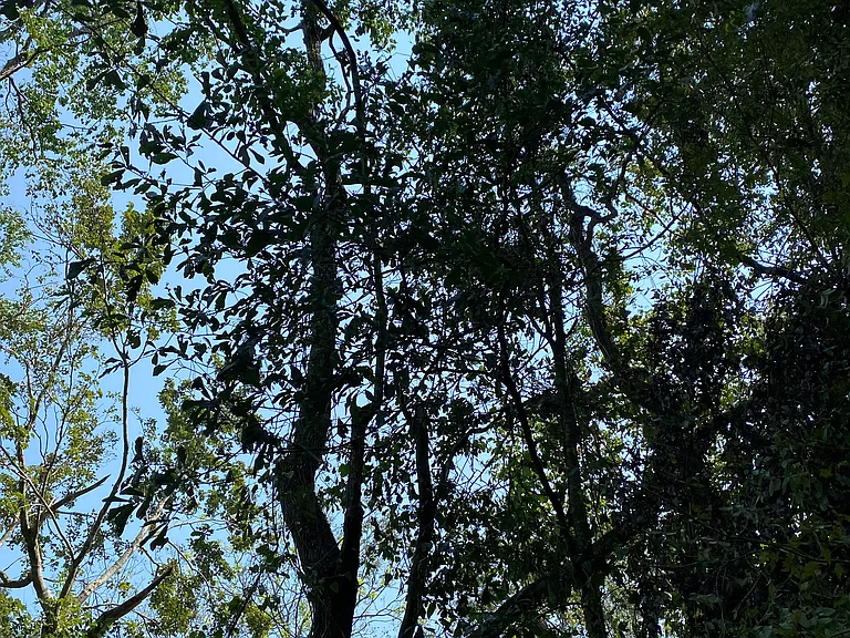 Melpomene Dr — Photo 3
