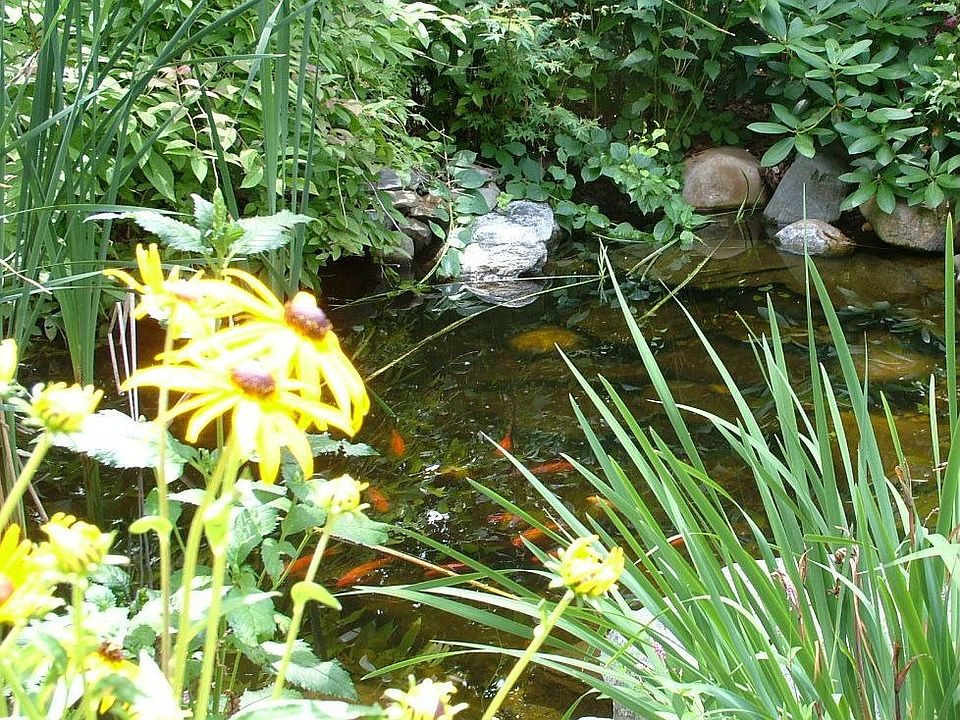 pond with goldfish