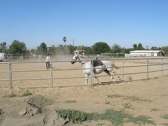 Dressage arena 
