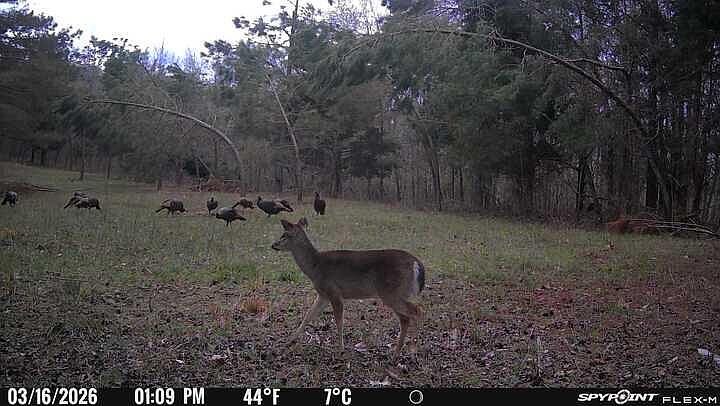 1st image of 181 County Road 415