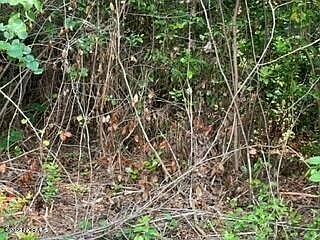 2nd image of Tr-5 Persimmon Road SW
