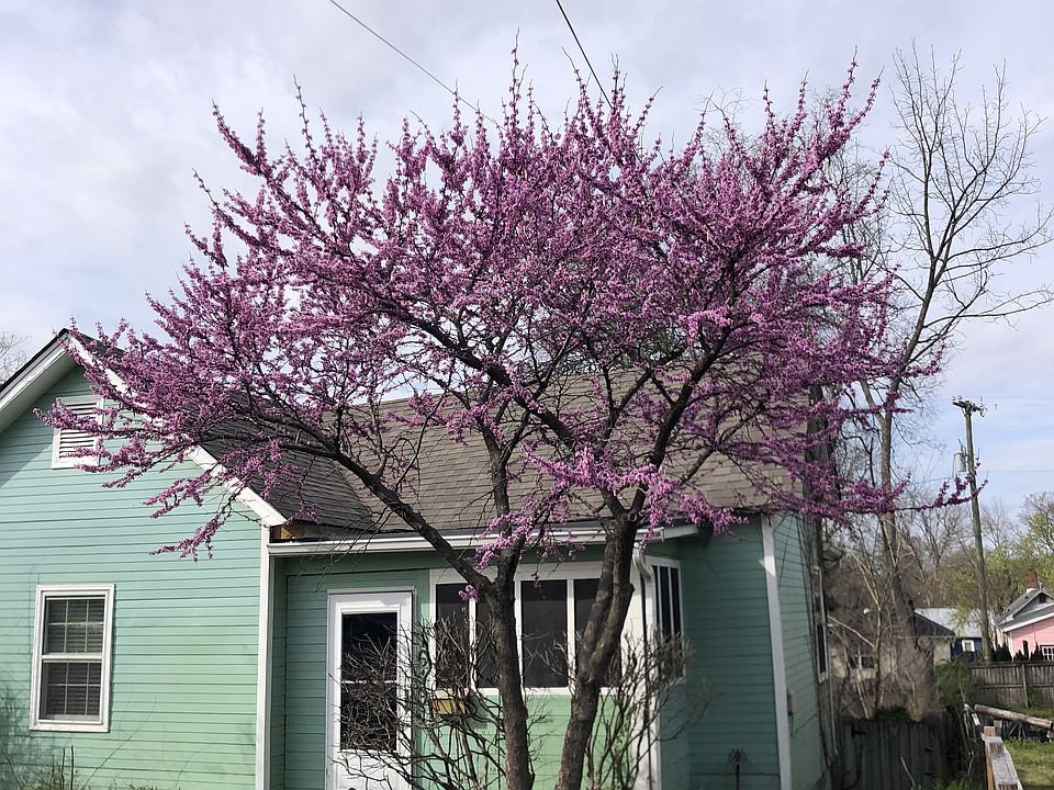 1st image of 1619 Shelby Ave
