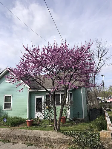 1619 Shelby Ave Photo 1
