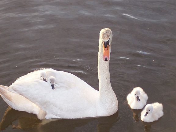 spring view in front