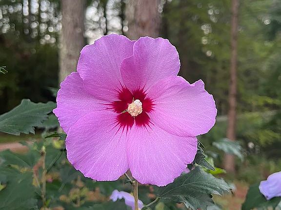 Hibiscus bush blooming now