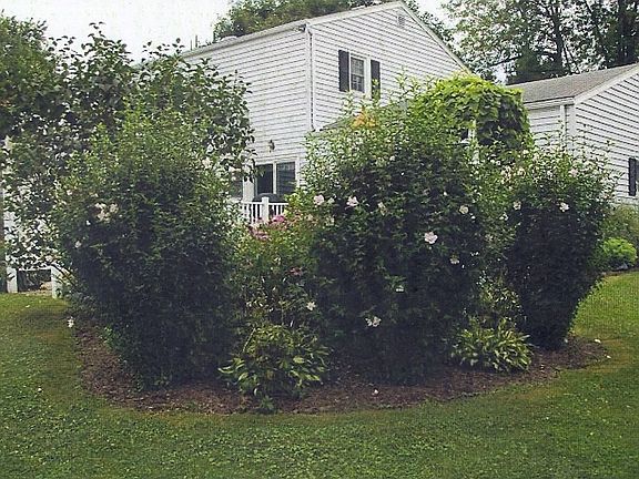 Back (3/4 acre)