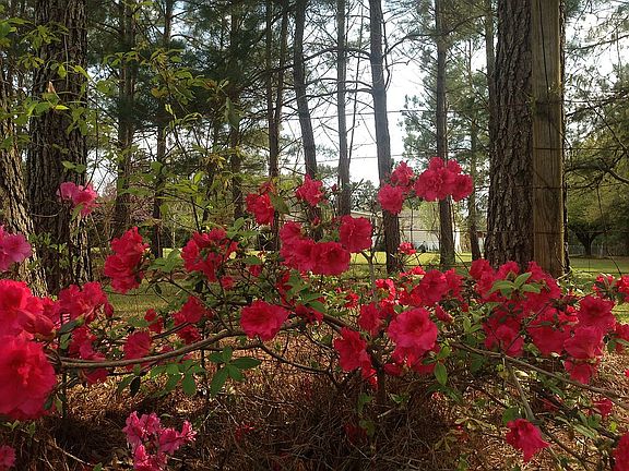 Azalea Bushes on property
