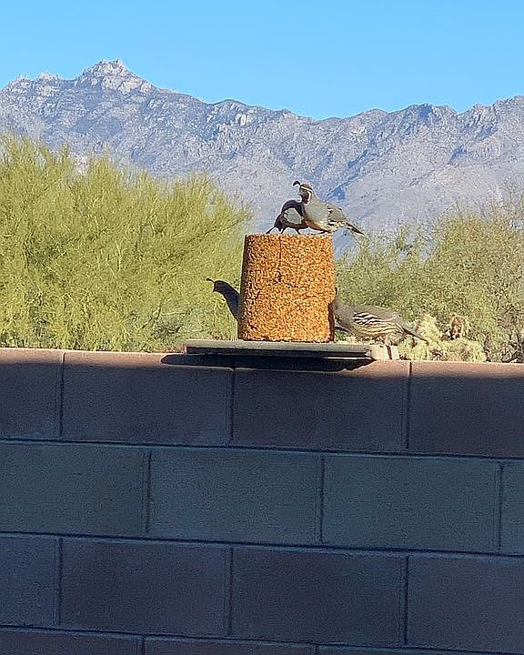 Gamble’s quail enjoys a meal