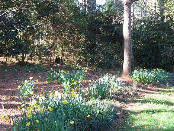 Daffodils in Bloom in Woods