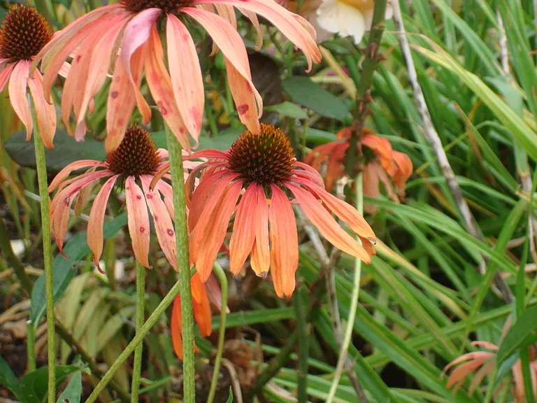 Flowers in the Garden