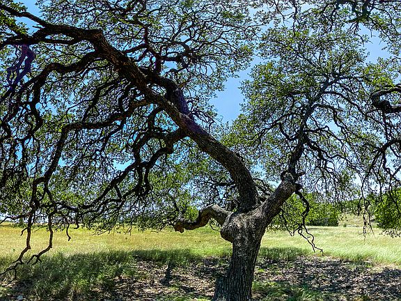 5th image of LOT 101 Loma Vista Ranch LOT 101