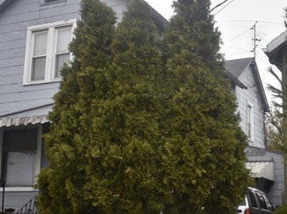 3rd image of 43043 0 12 Mason St