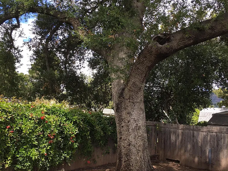 Beautiful oak tree in back garden. Casts wonderful shade on a hot day.