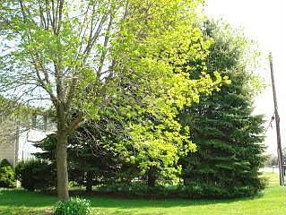 Trees in front