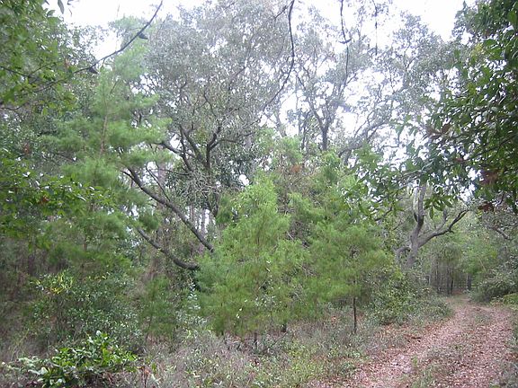 Lot contains a few mature oaks and magnolias.