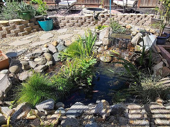 Backyard Pond