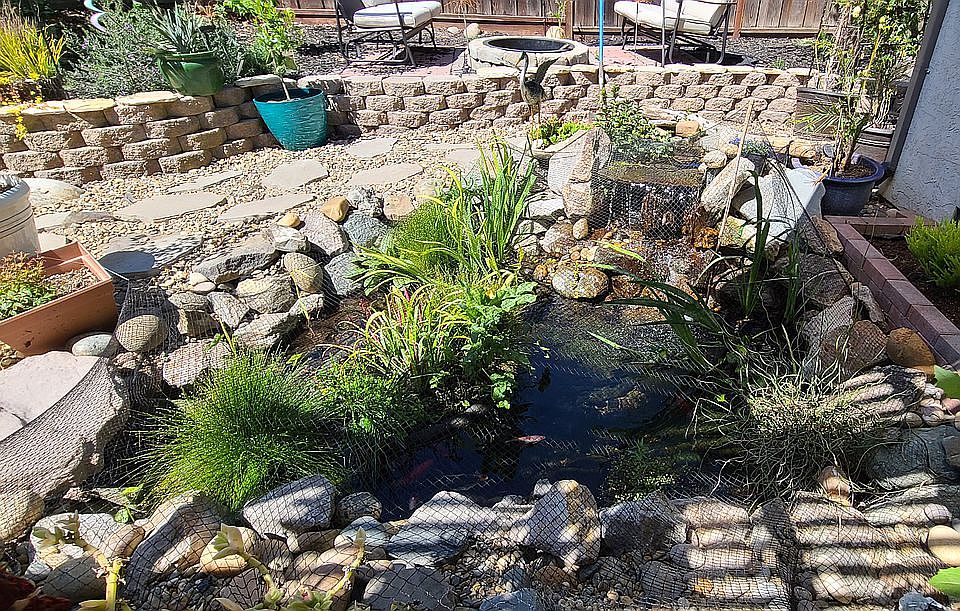 Backyard Pond