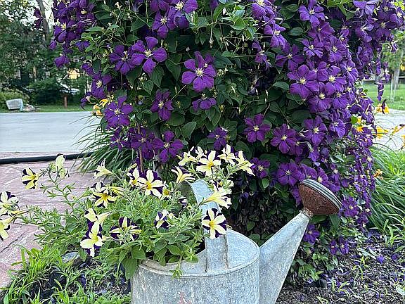Gorgeous clematis