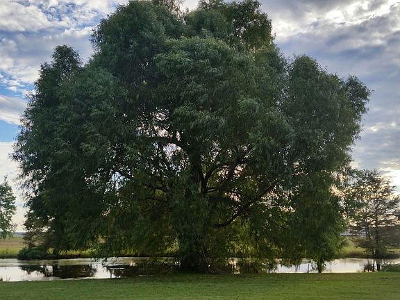 Large Backyard on the bayou