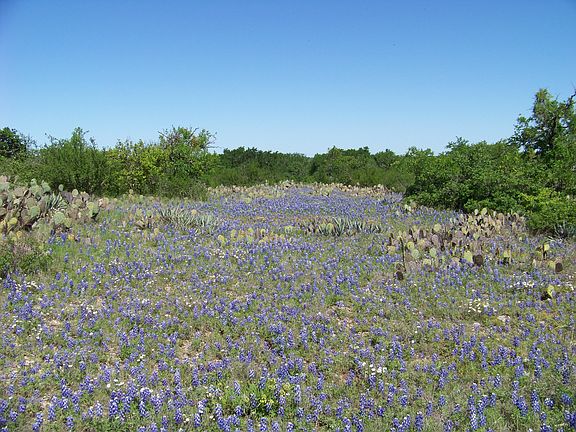 Bluebonnets everywhere