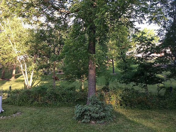 Black raspberry bushes