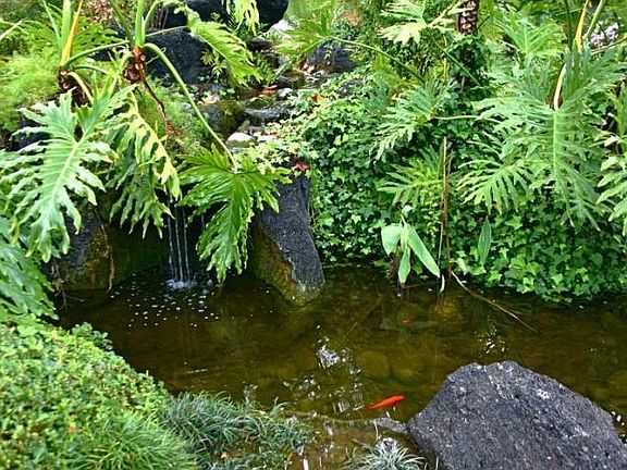 Pond with gold fish
