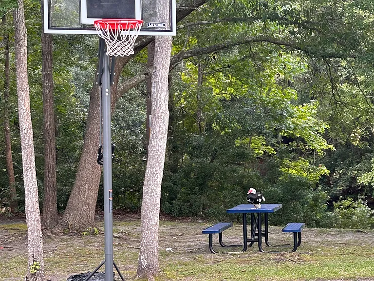 Basketball Court & Picnic Area