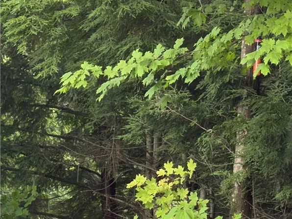 Rogers Crossing Rd Lot 28, Carthage, NY 13619