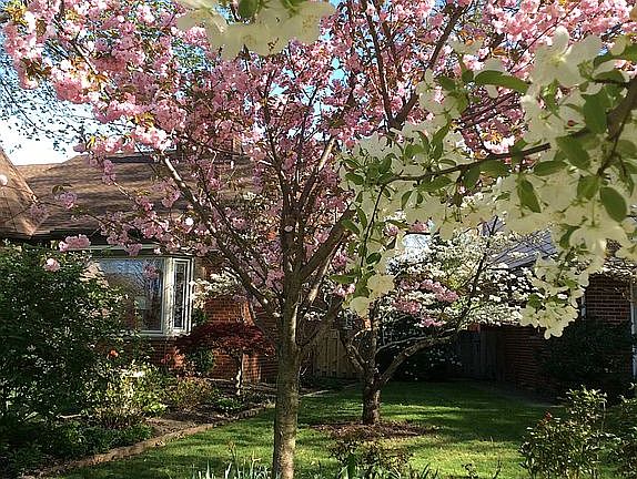 Many beautiful flowering tre