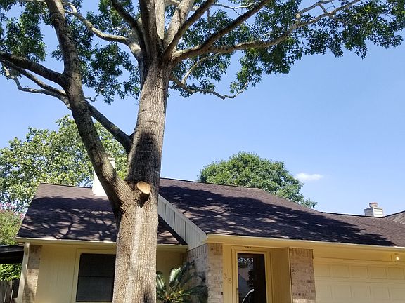 Huge Oak Shading the front