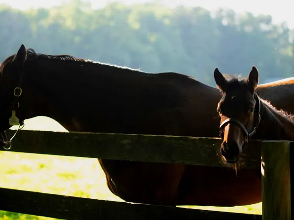 6293 Statum Rd, Preston, MD 21655