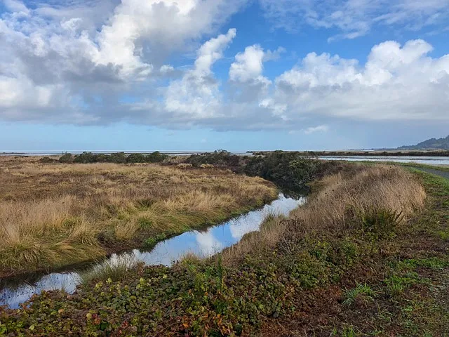 HOST FAVORITE FOR BIRD-WATCHING - Hookton Slough in Loleta - This is a scenic path that follows a historic dike; the distance one-way is about 1.5 miles. You will see a wide variety of shore birds, geese, swans, ducks and migratory wildlife.