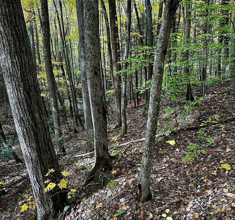 Old County Rd, Troutdale, VA 24378 Zillow