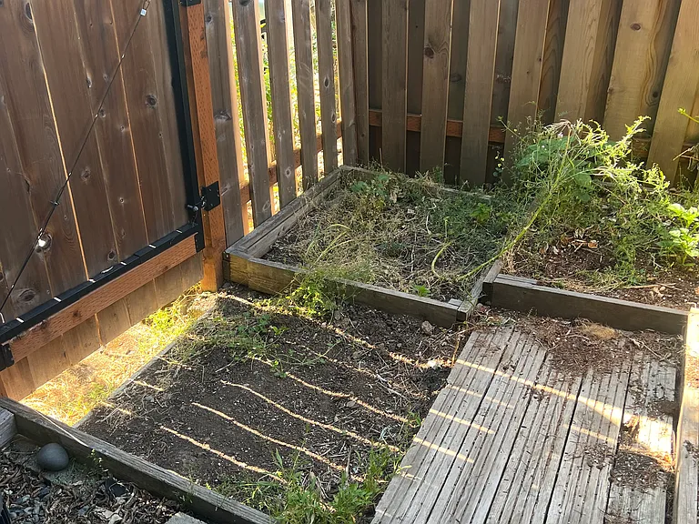 Back Yard-2