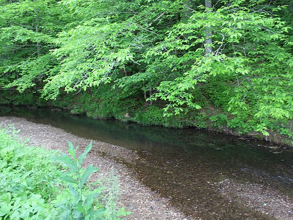 Greenspace behind Lot