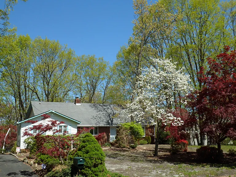 flowering dogwood out front