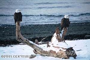 eagles on the beach