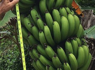 14-3401 Pakalana Rd, Pahoa, HI 96778