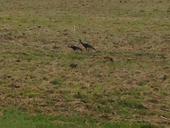 Wild turkeys in yard