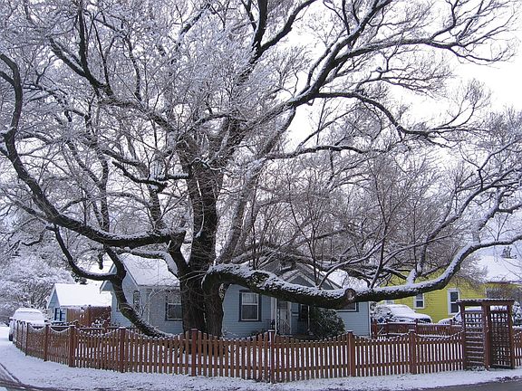 Elm tree in witner