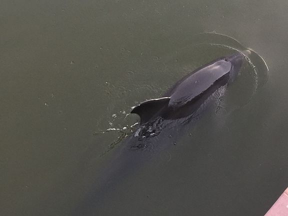 Dolphin from balcony