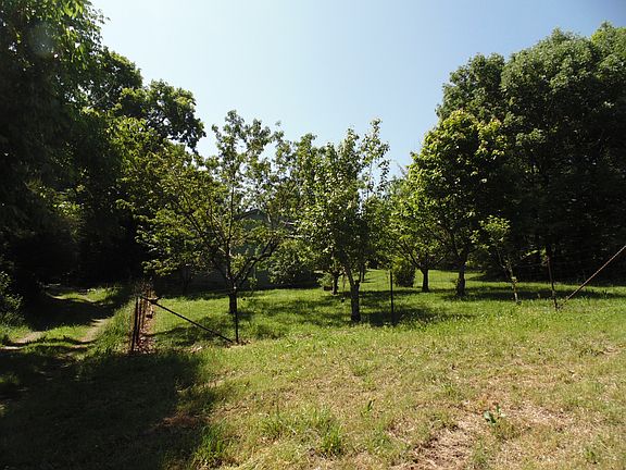 orchard view from pasture
