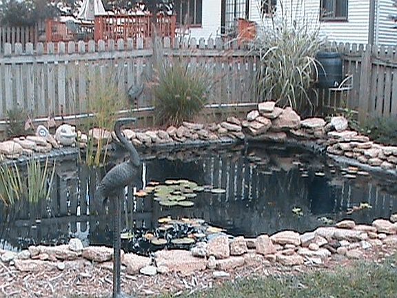 pond and flowers